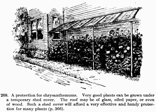 [Illustration: Fig. 268. A protection for chrysanthemums. Very good plants can be grown under a temporary shed cover. The roof may be of glass, oiled paper, or even of wood. Such a shed cover will afford a very effective and handy protection for many plants.]