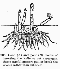 [Illustration: Fig. 296. Good _A_ and poor _B_ modes of inserting the knife to cut asparagus. Some careful growers pull or break the shoots rather than cut them.]