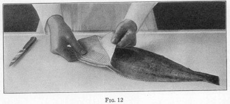 [Illustration: FIG. 12]