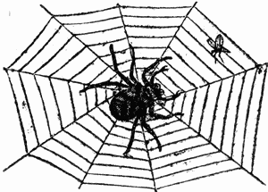 Picture of a Spider