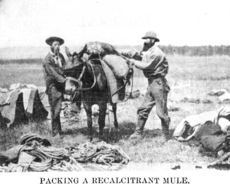 Packing a Recalcitrant Mule.