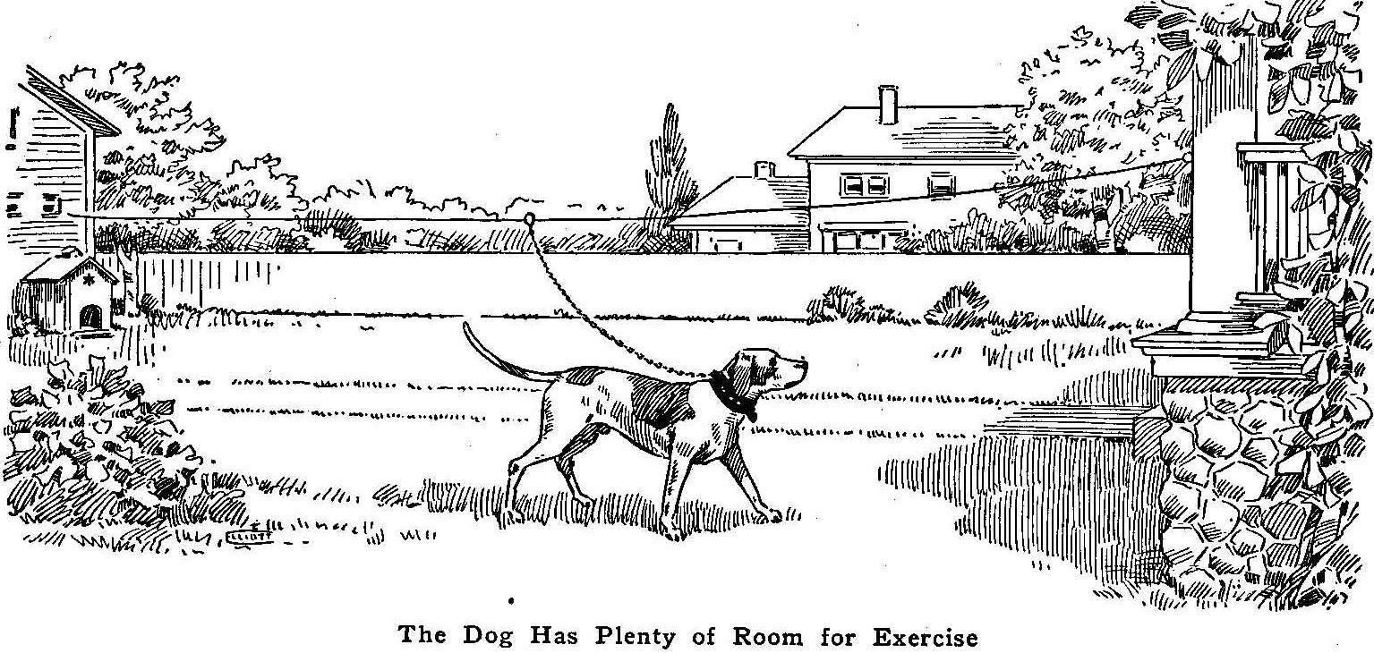 The Dog Has Plenty of Room for Exercise