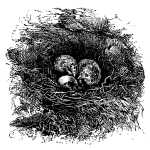 The Gull's Nest