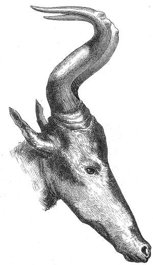 Kopf der Hartebeest-Gazelle. (Antilopa caama).
