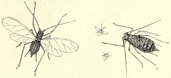 [Illustration: Pea Siphon-Aphis]