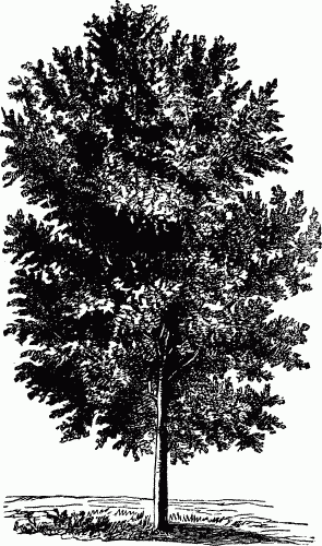 American Ash.—See Page 25.