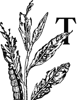 T, decorated with leaves and a caterpillar