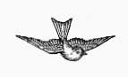 bird bird