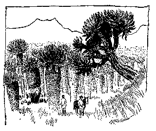 [Drawing: In the Crater of Mount Elgon]