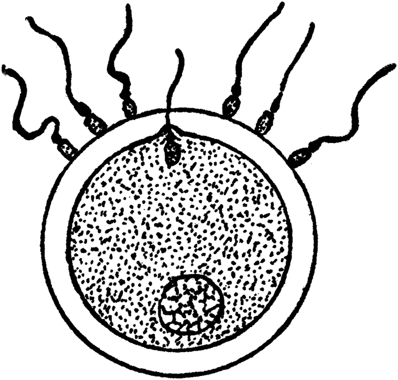 Spermatozoon Penetrating the Ovum.