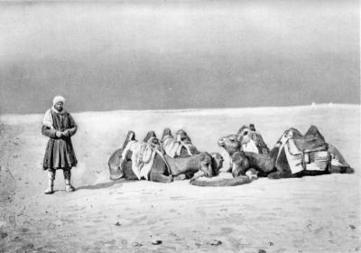 Author's Camels being Fed in the Desert.