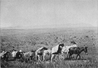 Author's Caravan across the Immense Prairies of Matto Grosso.