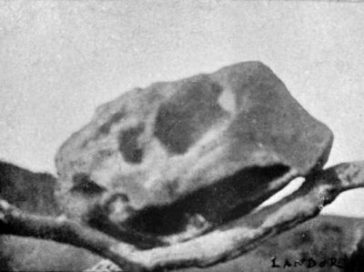 Fossil Skull of a Giant Animal discovered by Author.