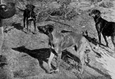 The Dogs of the Expedition.