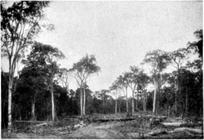 Typical Trees of the Brazilian Forest, Goyaz.