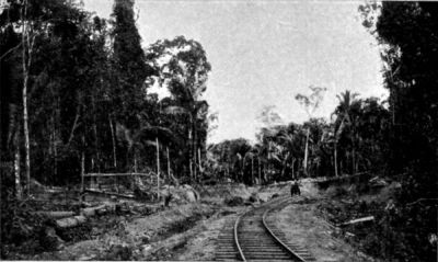 Madeira-Mamore Railway, showing Cut through Tropical Forest.