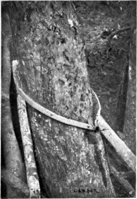 Rubber Tree showing Incisions and the Collar and Tin Cup for the Collection of the Latex.