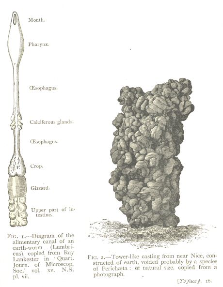 Fig. 1: Diagram of the alimentary canal of an earth-worm.  Fig.
2: Tower-like casting from near Nice