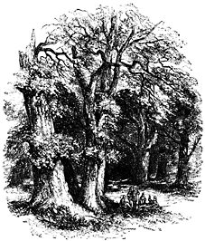 Several thickly-trunked trees