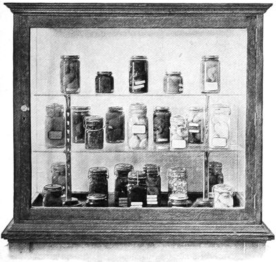 A display cabinet—canned fruit