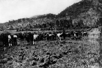 CULTIVATING CITRUS LAND IN RHODESIA