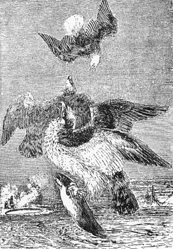 THE OSPREY AND WHITE-HEADED EAGLE.