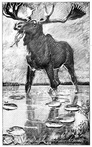 THERE, STANDING KNEE-DEEP IN THE WATER, WAS THE BIGGEST AND BLACKEST MOOSE IN THE WORLD