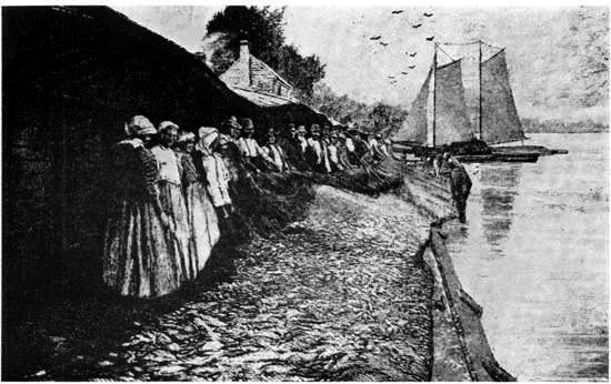 Vast quantities of river herring were taken in
haul-seines in the spring throughout Tidewater Virginia. A crew dragged
the fish ashore to a force of women cutters waiting to prepare them for
salting down.