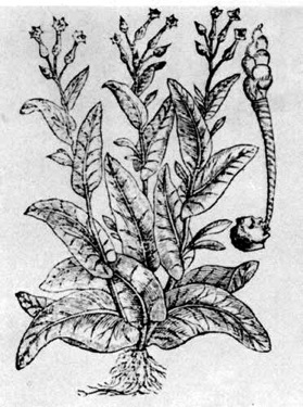 The mild species of tobacco which Rolfe imported
from the West Indies.