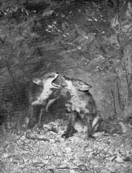 VI. Foxes quarrelling

Captive; photo by E. T. Seton