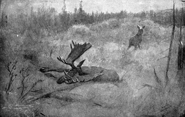 XVIII. Moose—the Widow

Drawing by E. T. Seton