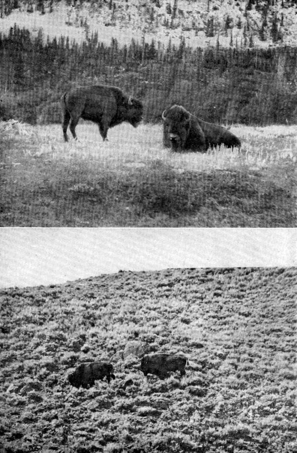XIX. Buffalo Groups (a) Bull and Cow at Banff; (b) Yellowstone
Bulls

Photos by G. G. Seton