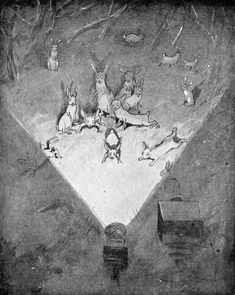 XXXI. Snowshoe Rabbits fascinated by the lantern

Sketched in the Bitterroot Mts. by E. T. Seton