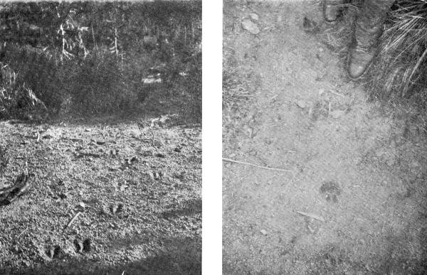 XXXVI. (a) Tracks of Deer escaping and
(b) Tracks of Mountain Lion in pursuit

Photos by E. T. Seton