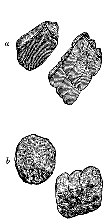 Fig. 98.
