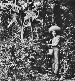 Mexican Coffee Picker, Coatepec District