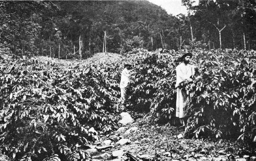 Picking Coffee on a North Queensland Plantation
