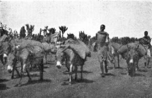 Donkey Coffee Transport on the Way from Harar to Dire-Daoua