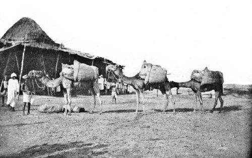 Coffee Camel Train Arriving at the Hodeida Custom-House from the Interior of Yemen