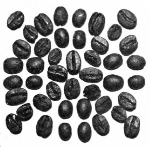 Rio Beans—Roasted