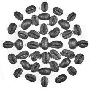 Washed Java Beans—Roasted