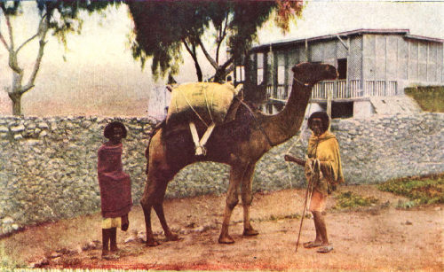 Camel Transport Between Harar and Dire-Daoua, Abyssinia