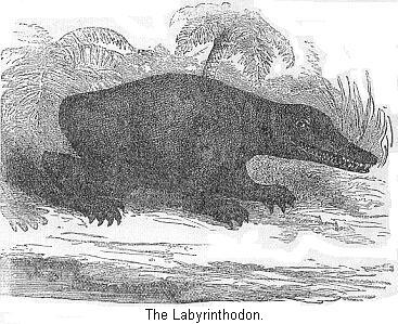 The Labyrinthodon.