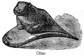 Otter.