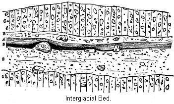 Interglacial Bed.