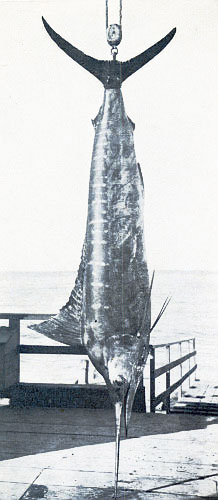 328-POUND RECORD MARLIN BY R. C. GREY. SHAPELIEST AND
MOST BEAUTIFUL SPECIMEN EVER TAKEN