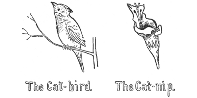 The Cat-bird. The Cat-nip.