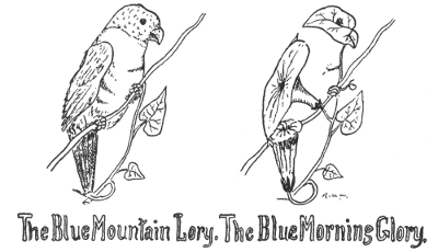 The Blue Mountain Lory. The Blue Morning Glory.