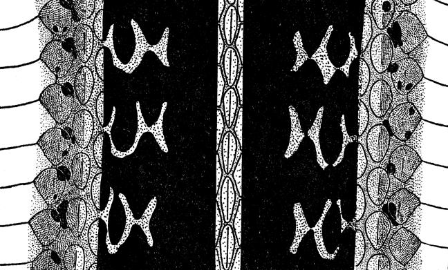 Fig. 2. Diagrammatic drawing of pattern in stretched
skin of T. s. fitchi; the
pale markings on the black dorsolateral area are scarlet (× 2-1/2).