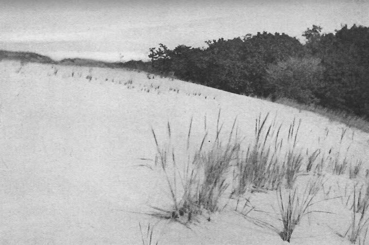 The sand dunes drifting in upon the trees